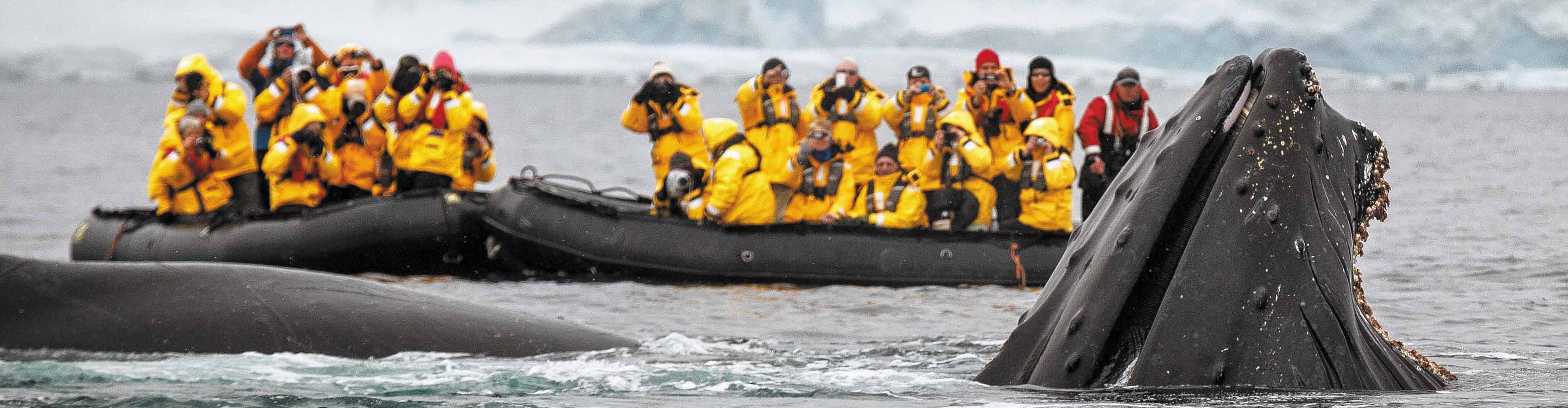 Crossing the Circle via Falklands & South Georgia from Ushuaia