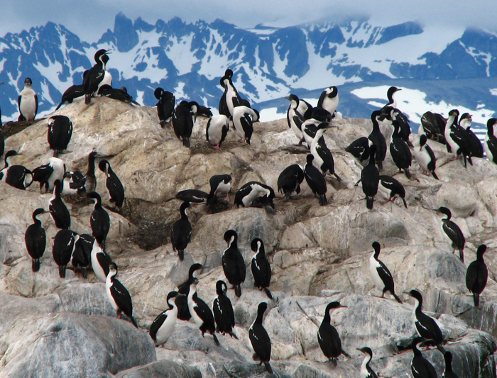 Antarctic Explorer from Ushuaia 11 day 3 Antarctic Explorer from Ushuaia 11 day 3