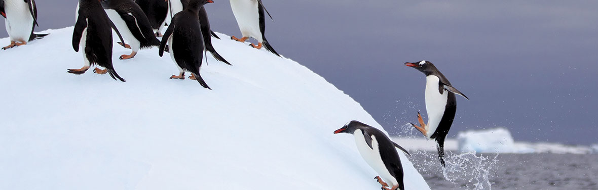 Antarctic Express: Fly the Drake (Island Sky) 2017 - 2018