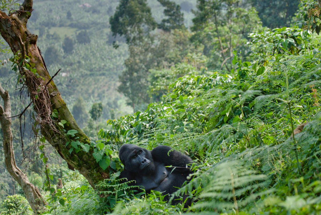 Uganda Gorilla Shortbreak 1