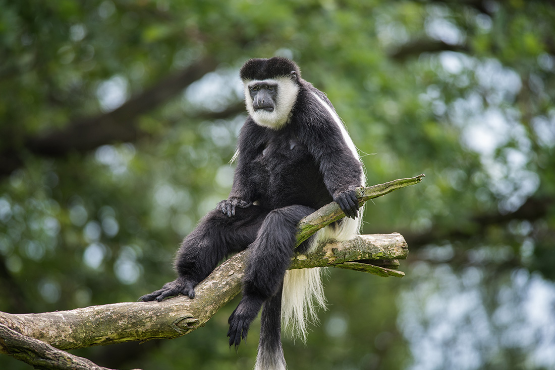 Uganda Gorilla Shortbreak - Original 3