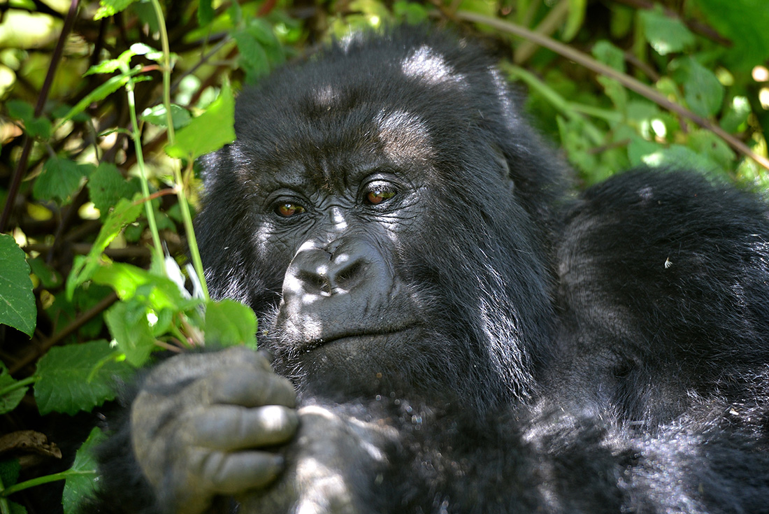 Uganda Gorilla Shortbreak - Original 1