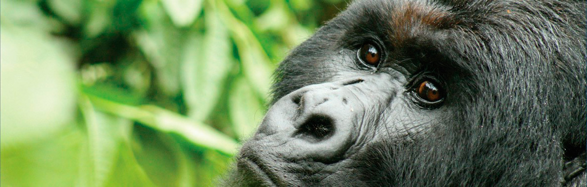 Gorillas & Chimps In Depth