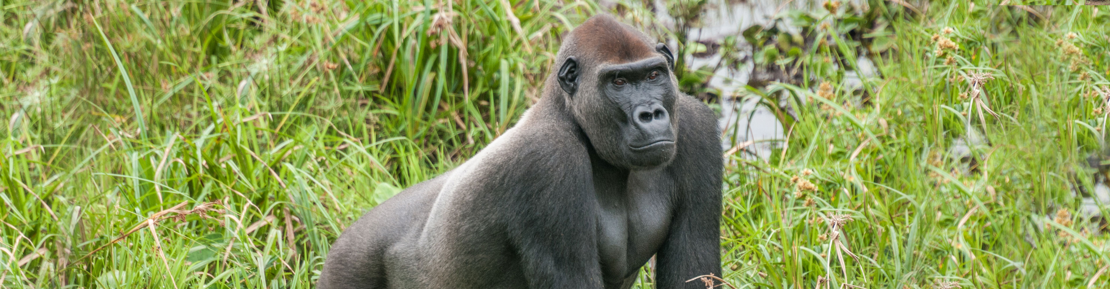Republic of Congo Expedition - Gorilla Trek 
