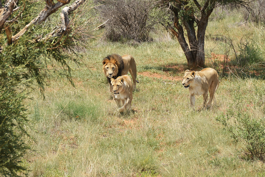 South Africa Expedition - Kruger Walking Safari 1