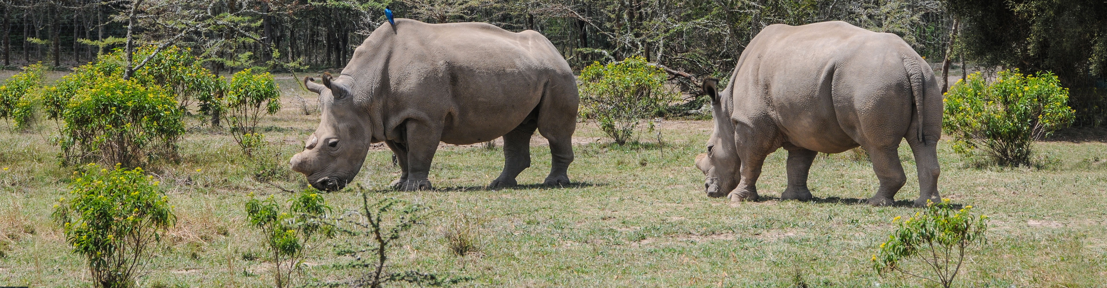 Kenya Expedition: The Last Northern White Rhinos