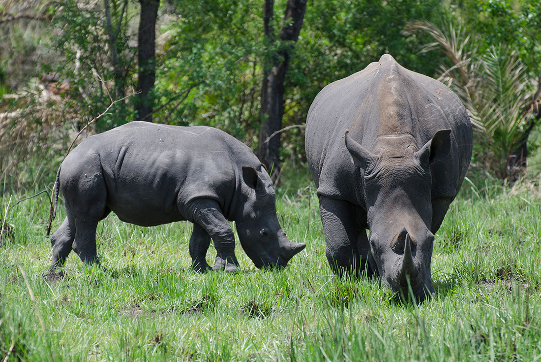 Uganda Expedition - Rhinos, Falls & Chimps 4