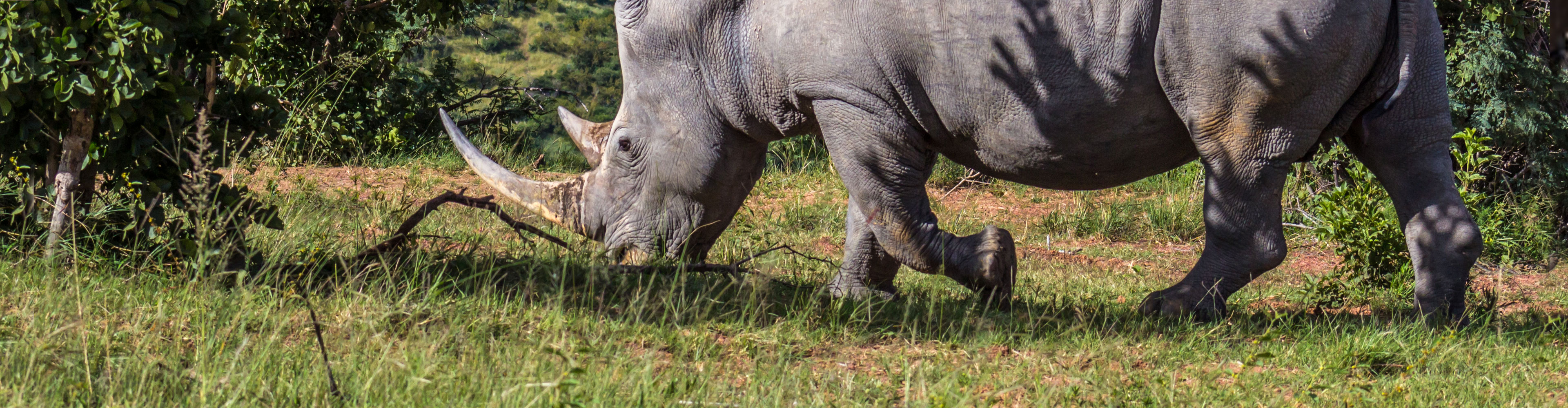 East Africa Expedition: The Last Northern White Rhinos