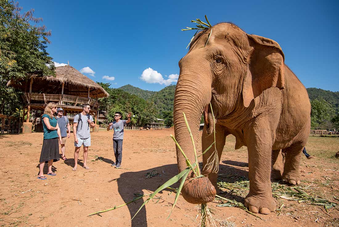 Chiang Mai & Elephants 1