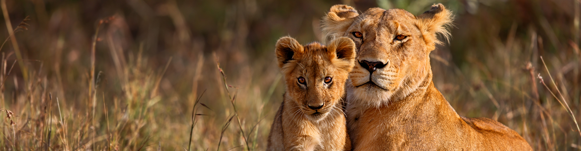 Kruger & Cape Town Short Break by Train