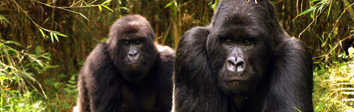 Mountain Gorillas of Rwanda