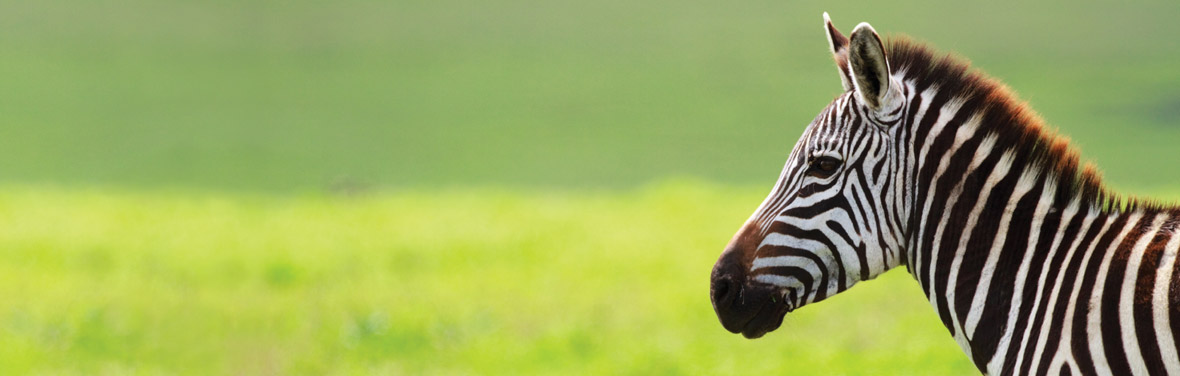 Nairobi to Stone Town