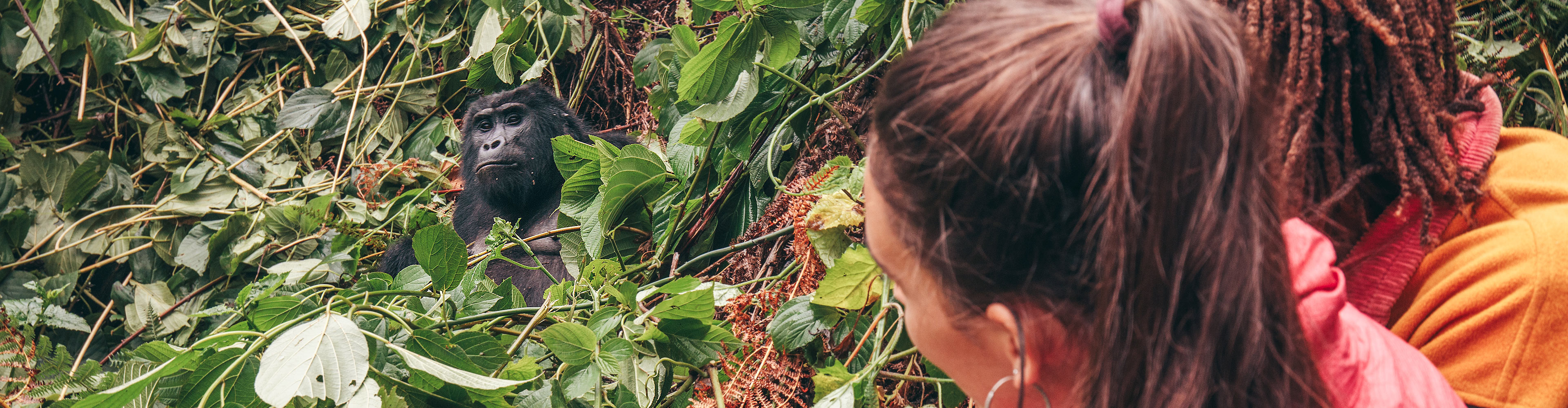 Gorillas & Game Parks