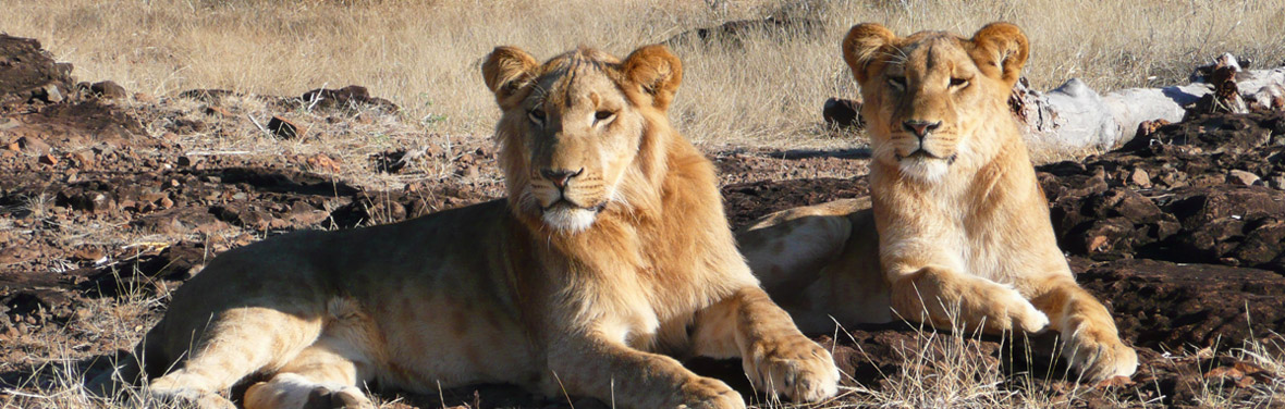 Vic Falls to Cape Town