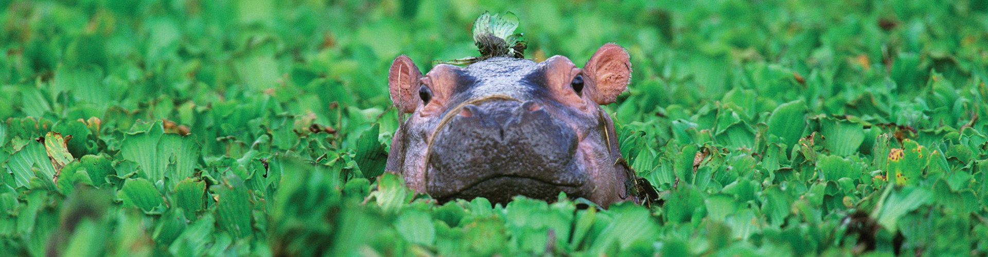 Gorillas, Game Parks & Beaches