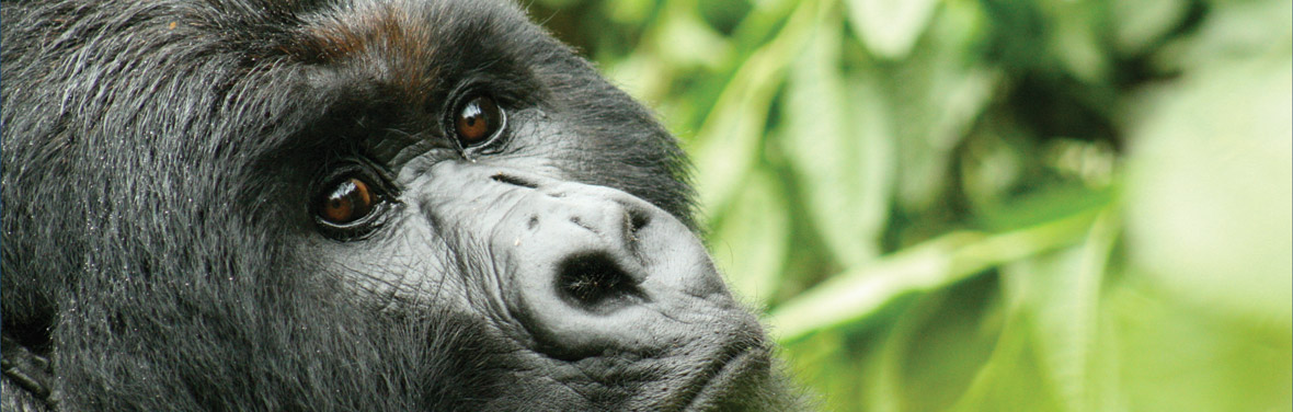 Vic Falls to Gorillas