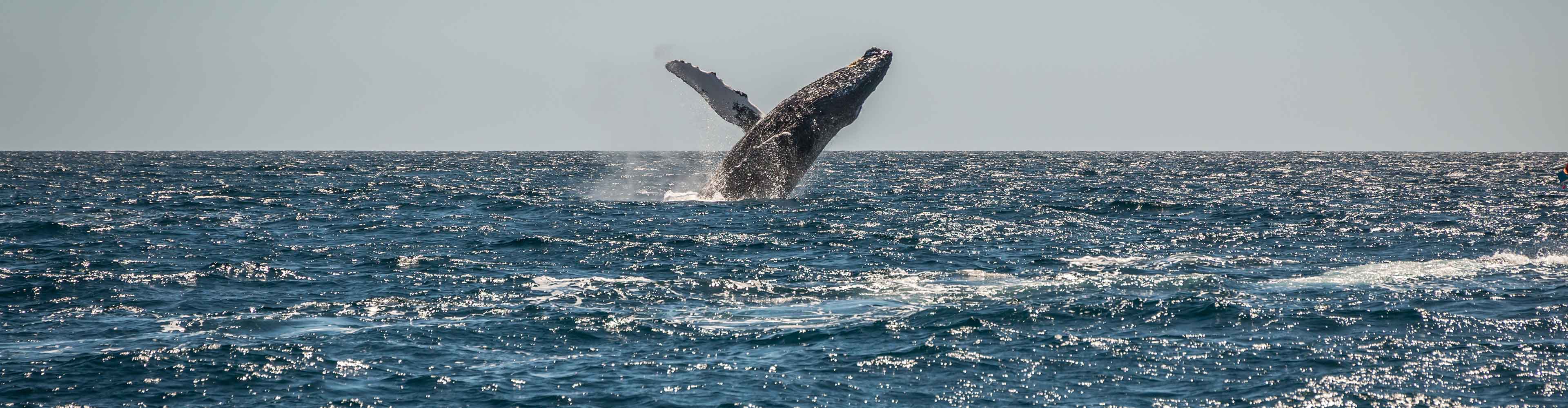 Mexico Sailing & Whale Watching Expedition