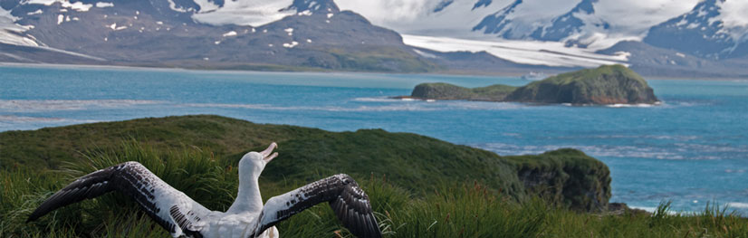 Antarctica, South Georgia and Falklands Odyssey