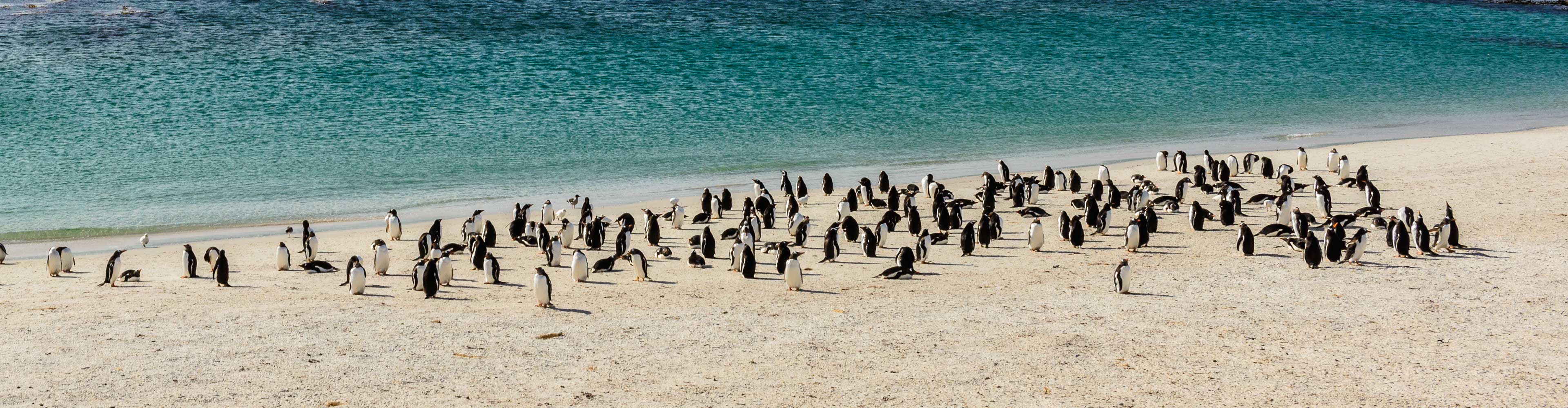 Falkland Islands Discovery 