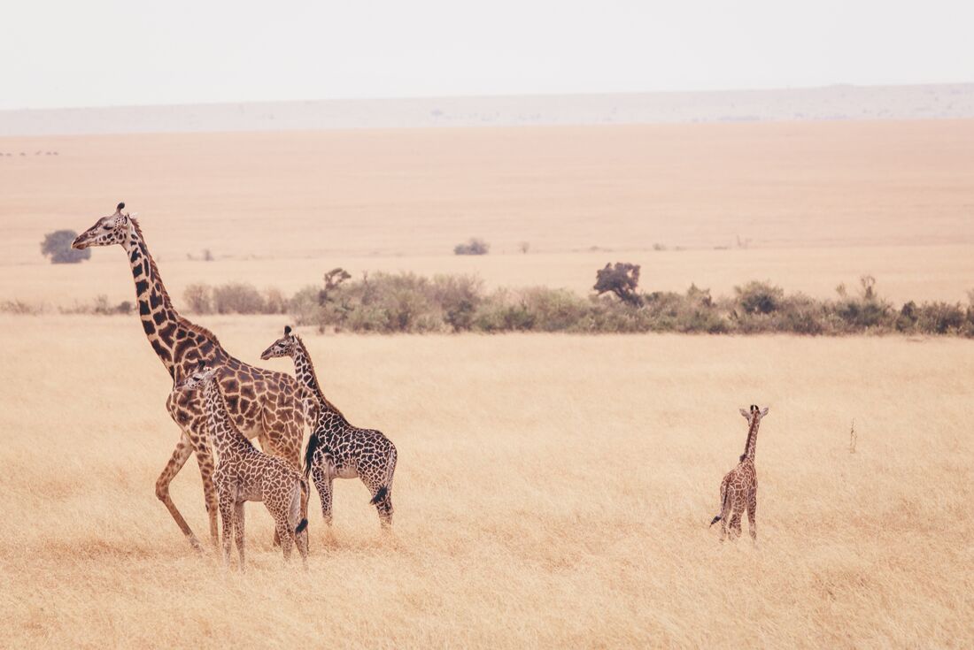 Kenya Family Safari 2