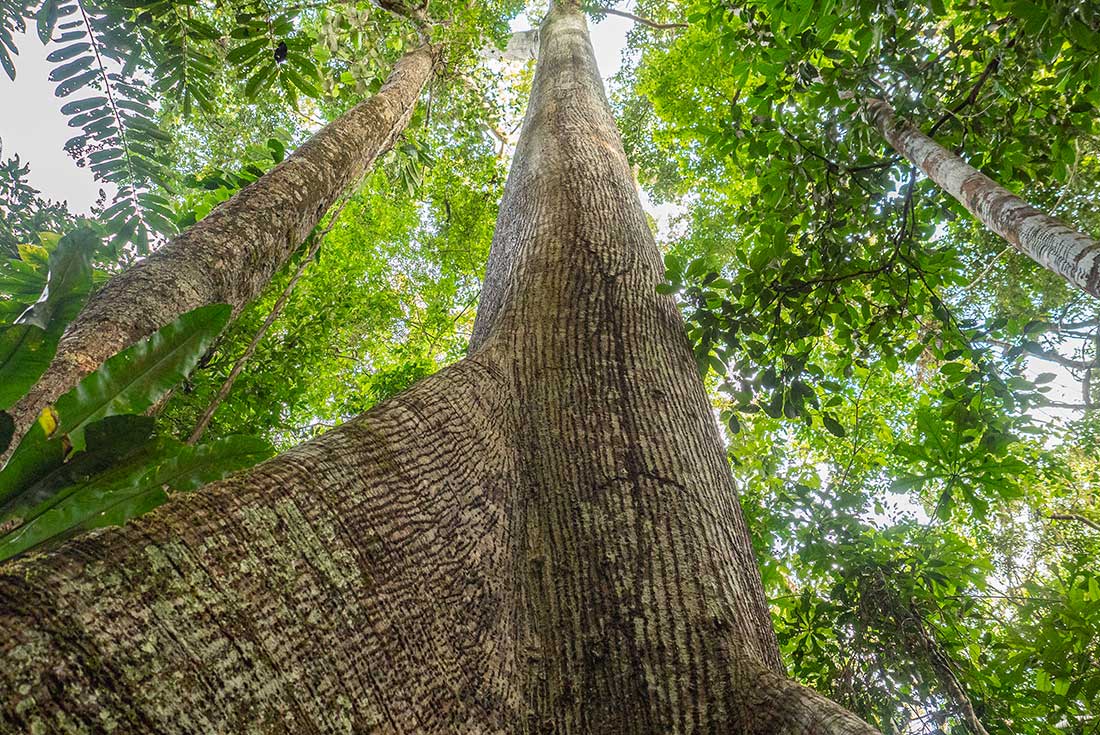 Ecuador: Amazon Jungle Sacha Lodge Short Break 2