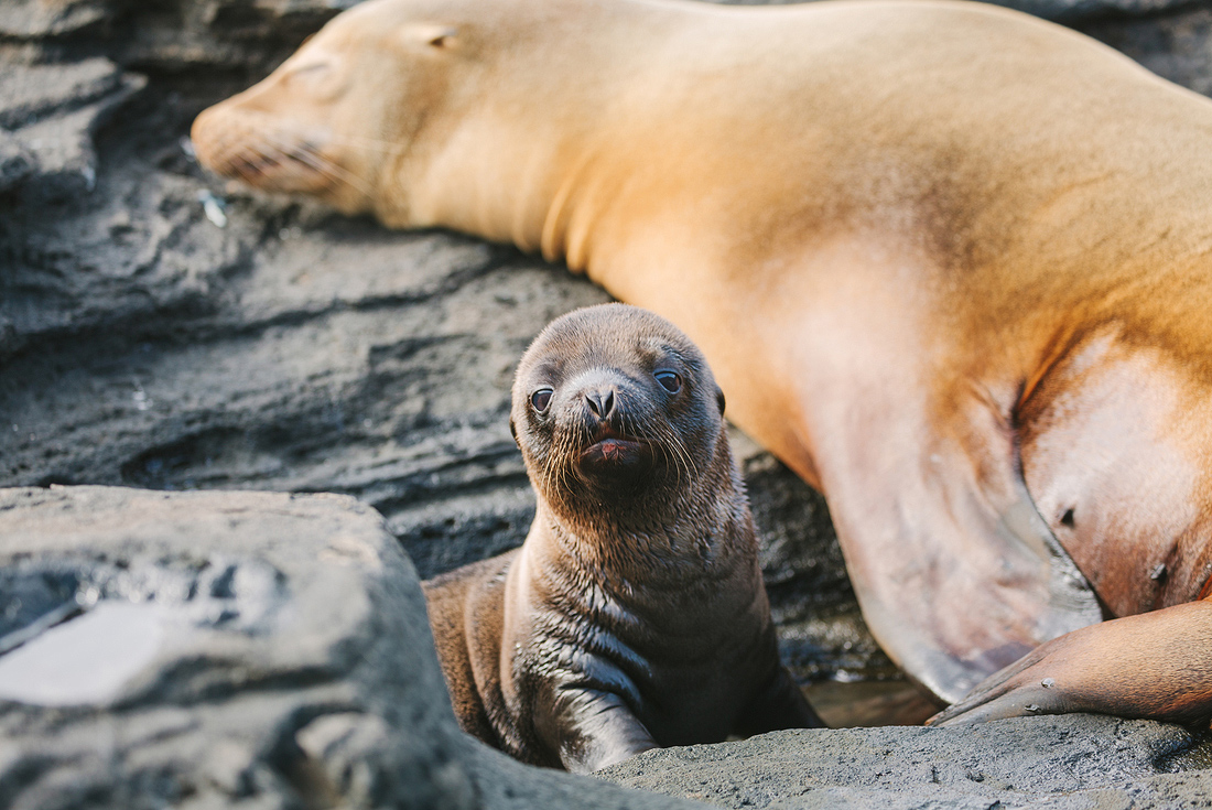 Galapagos Island Hopping 1