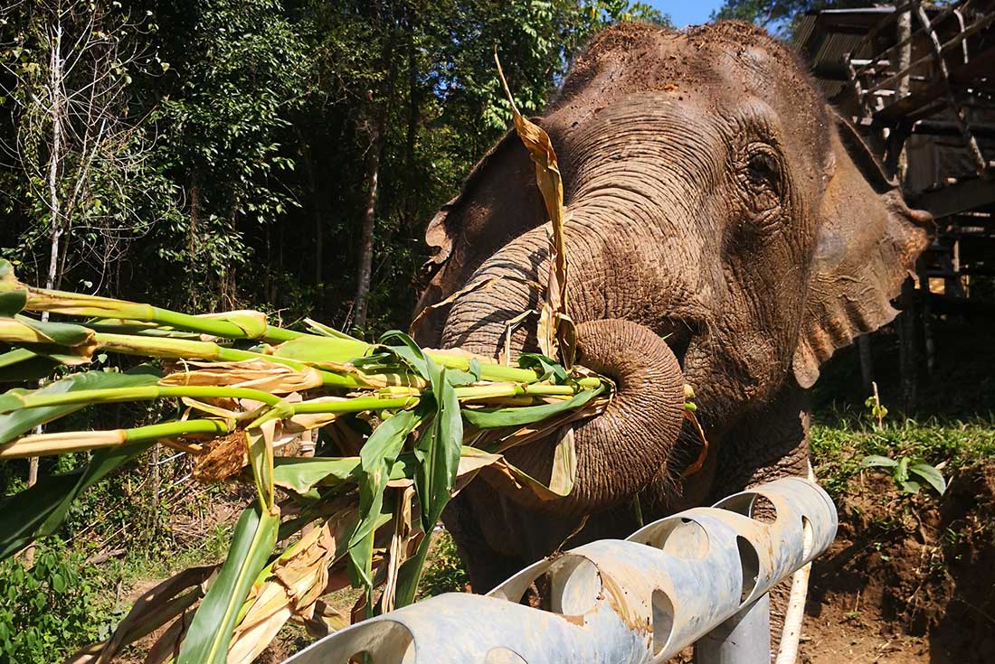tourhub | Intrepid Travel | Chiang Mai & Elephant Experience  | TTAE