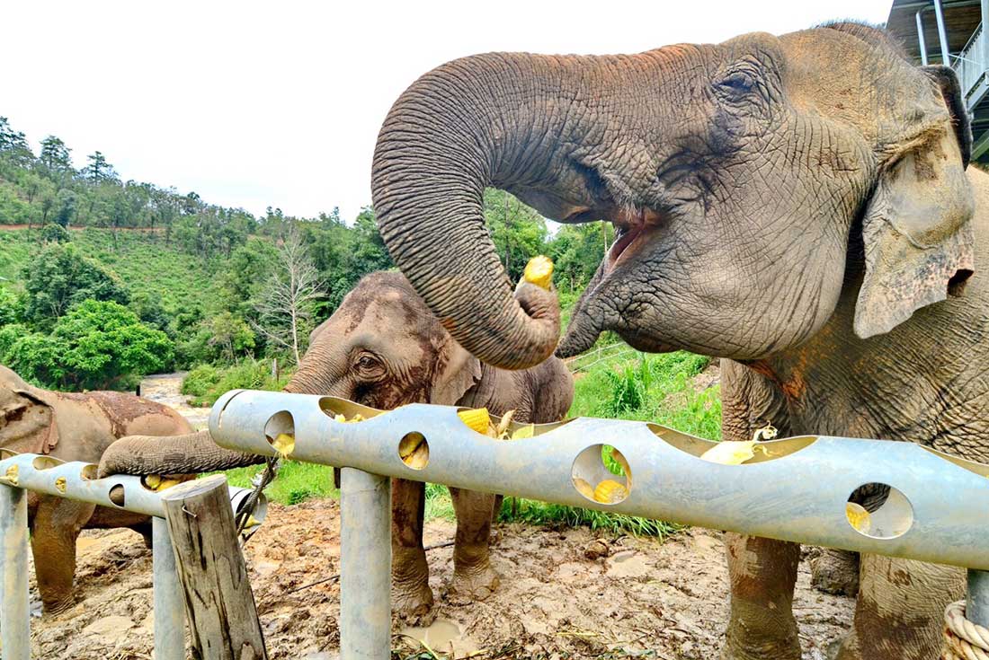tourhub | Intrepid Travel | Chiang Mai & Elephant Experience  | TTAE