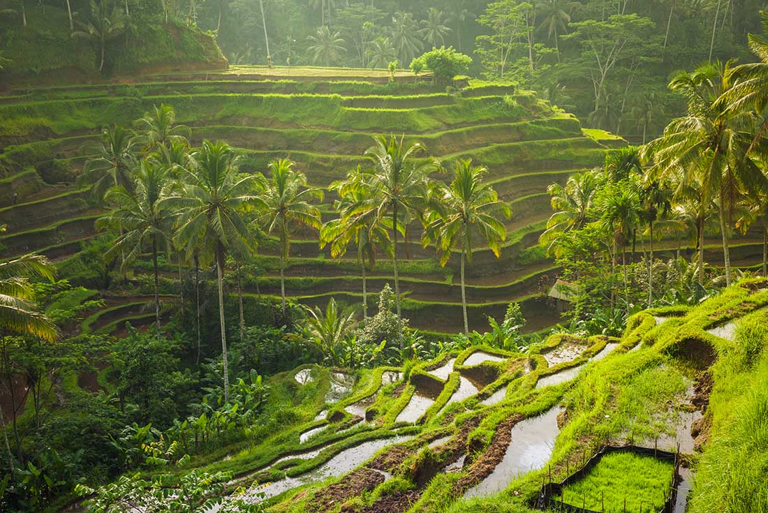 Beautiful Bali - For Solo Travellers 1