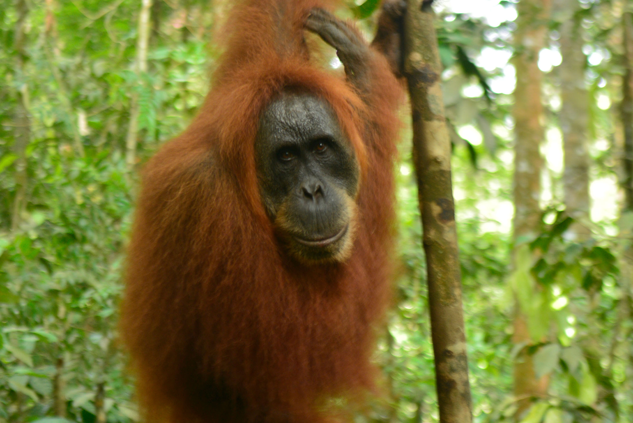 Sumatra Adventure 1