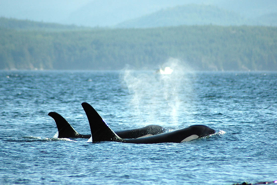Discovery Islands & Orca Camp Expedition 1