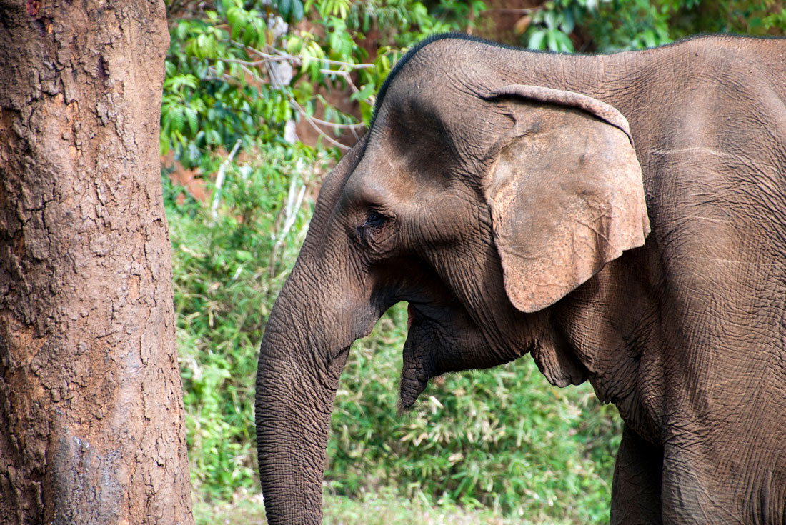 Cambodia Expedition: Elephants & Jungles 1