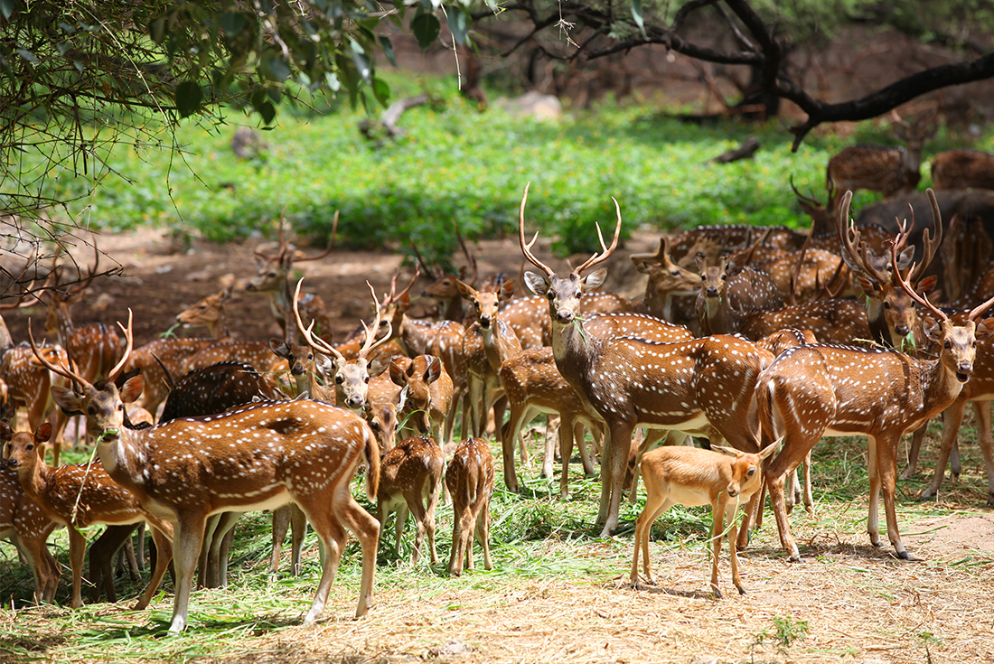 Sri Lanka Expedition: Wilderness & Wildlife 1