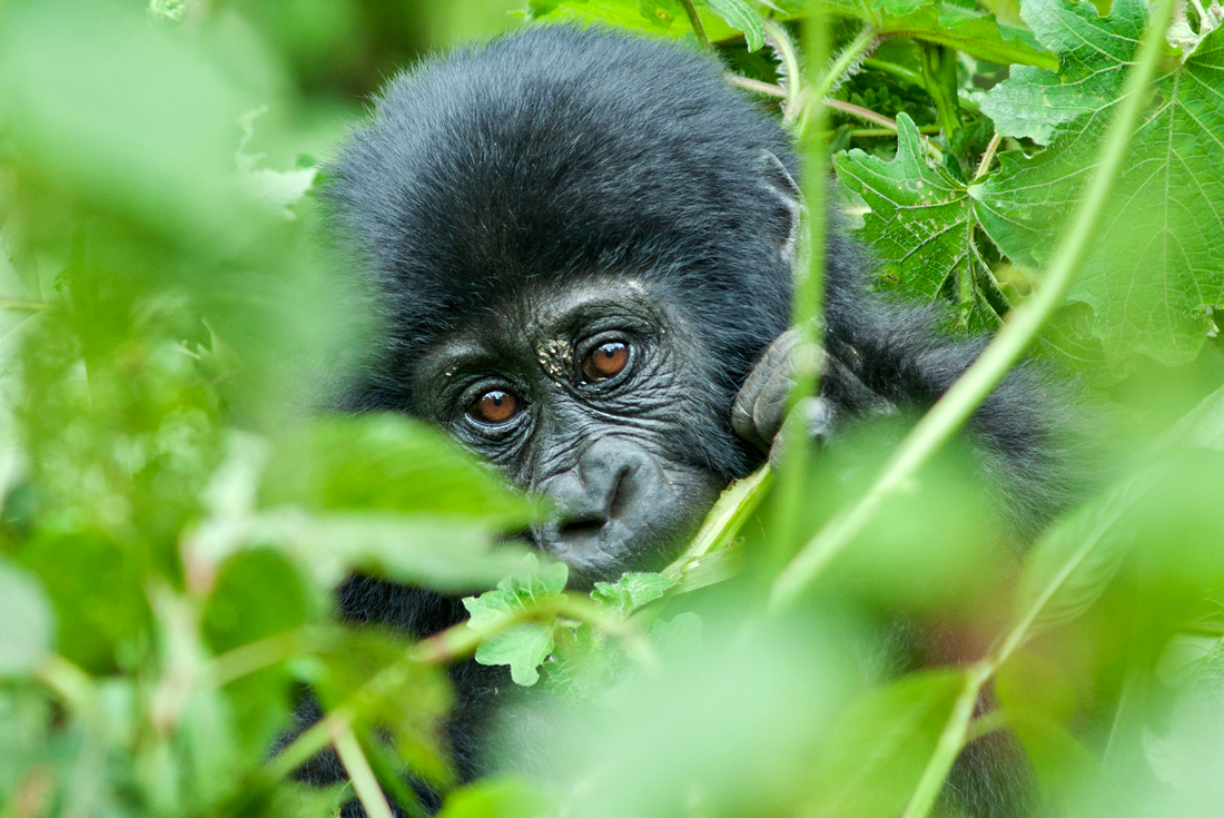 Remarkable Rwanda & Gorillas of Uganda 1