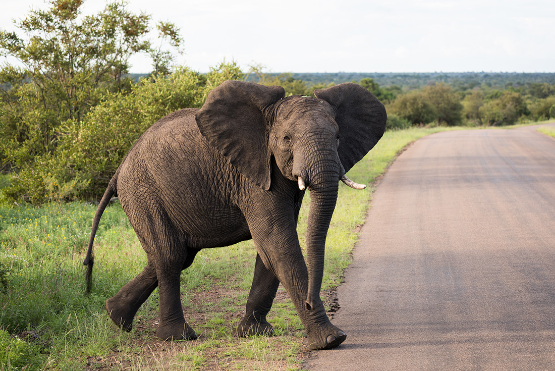 Kruger, Coast & Cape 4