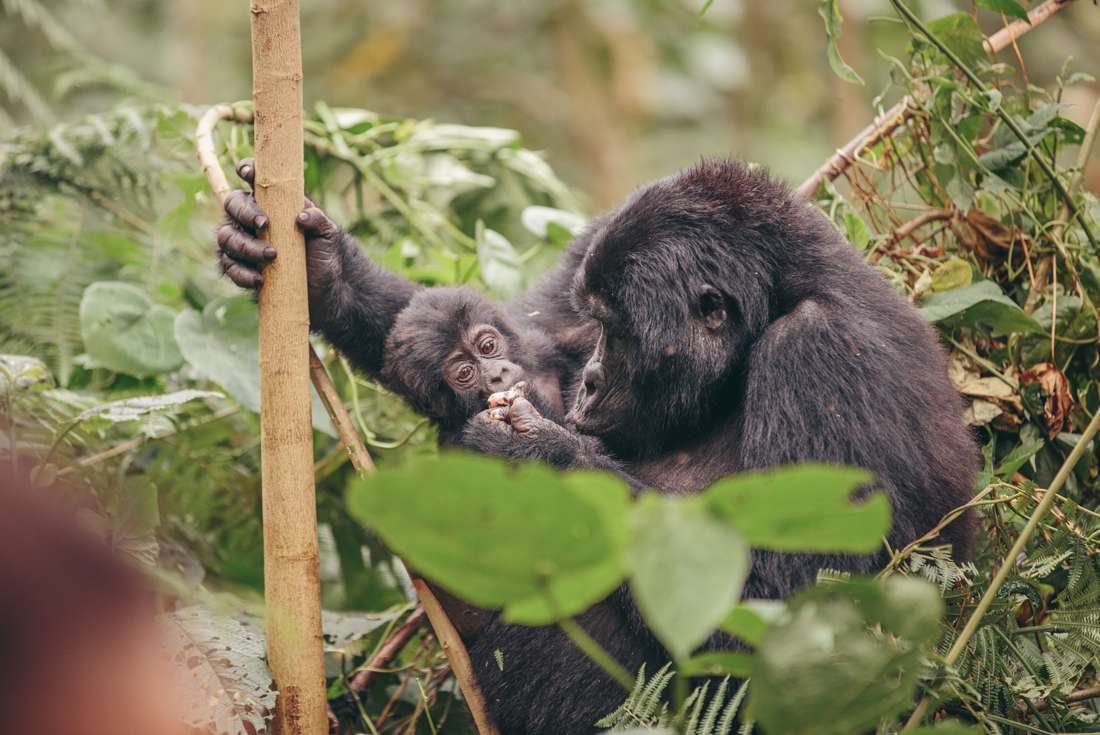 Vic Falls to Gorillas 2 Vic Falls to Gorillas 2
