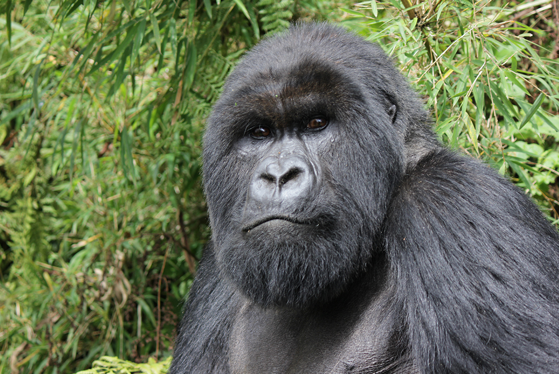 Gorillas, Game Parks & Beaches 1