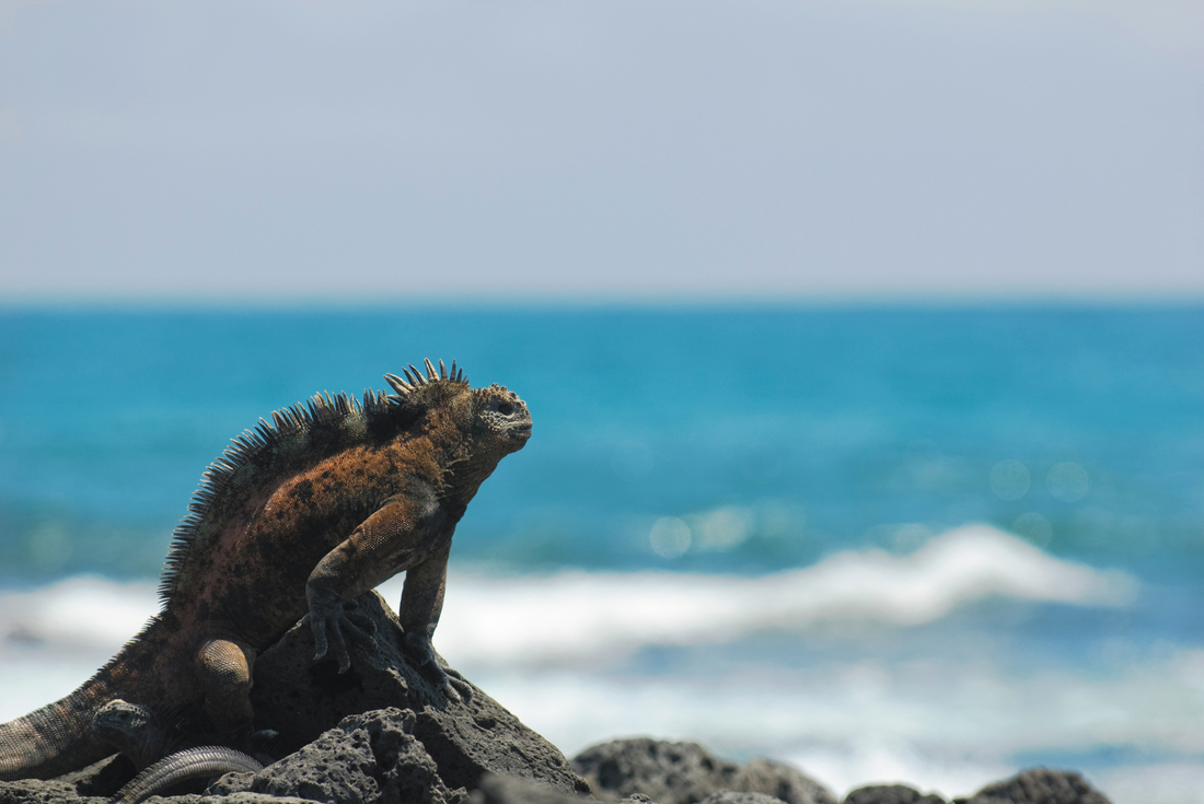 Galapagos at a Glance: Southern Islands (Grand Daphne) 3