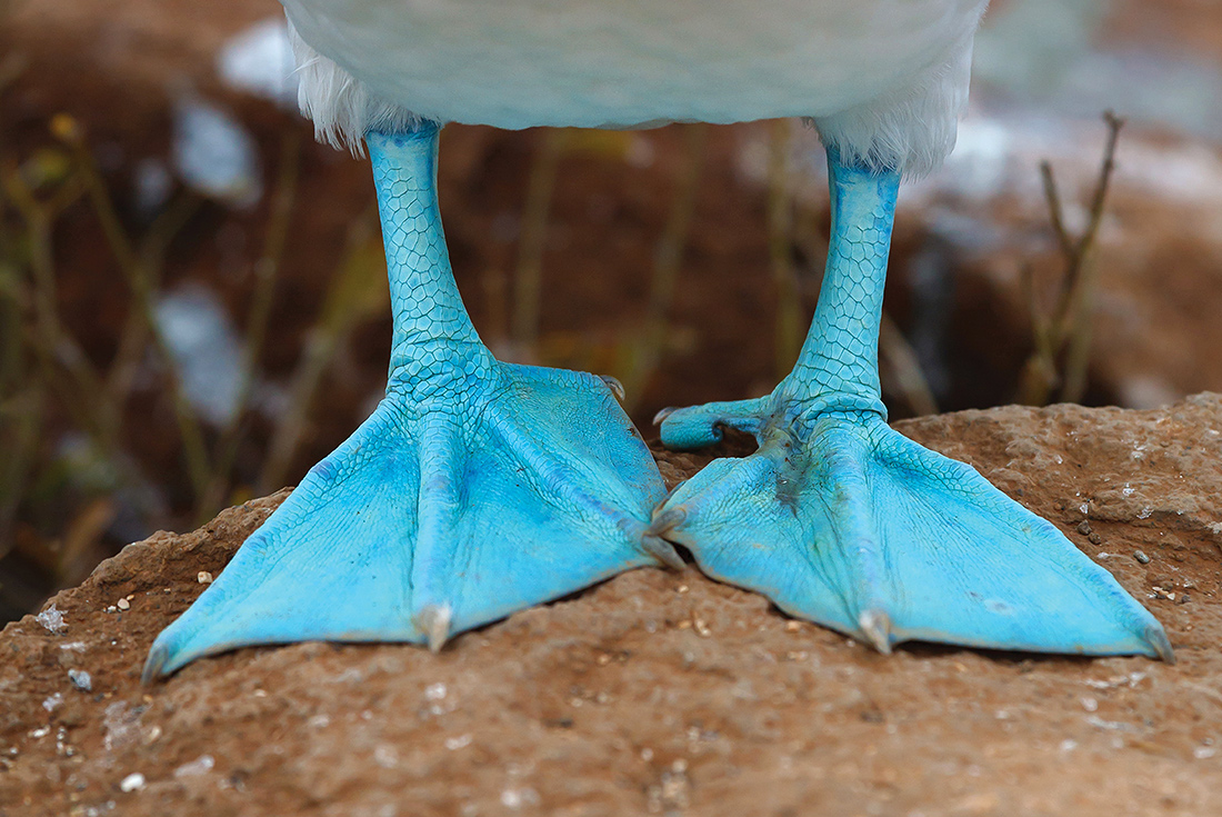 tourhub | Intrepid Travel | Galapagos Adventure: Northern Islands (Grand Daphne) 