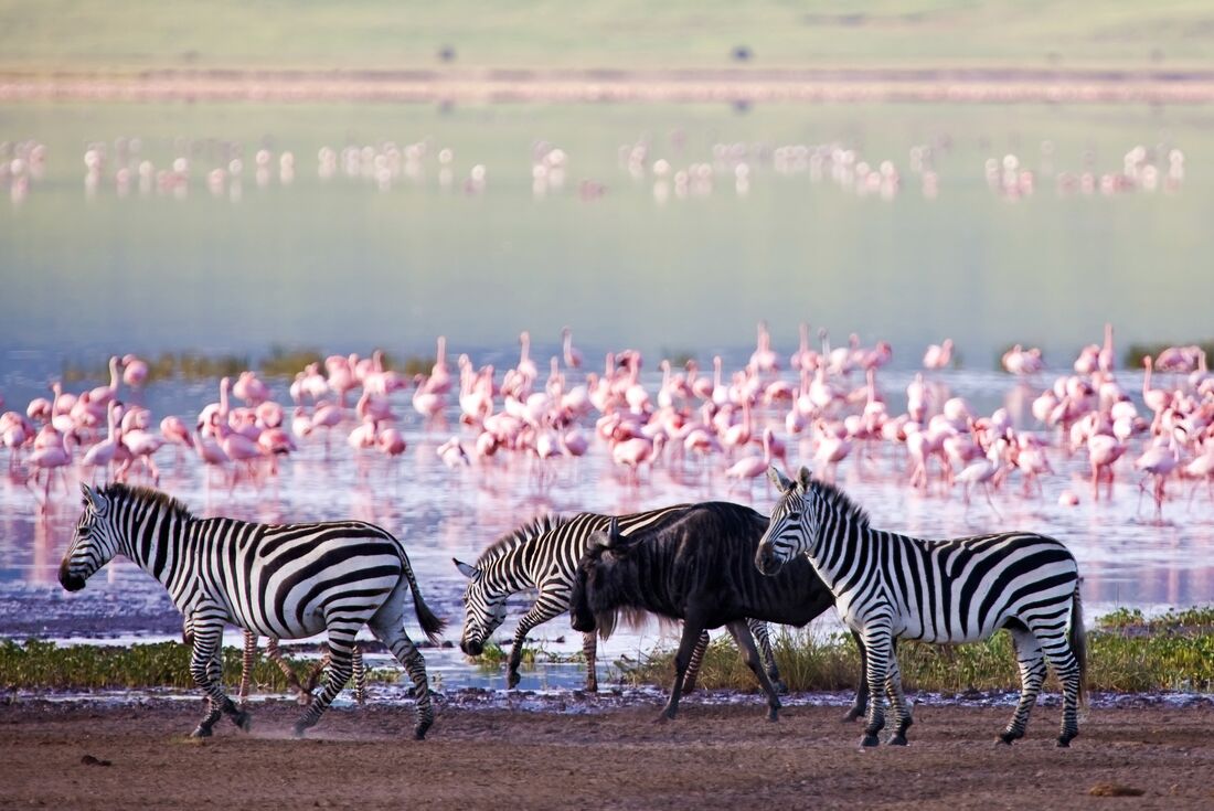 Serengeti & Ngorongoro Safari 2