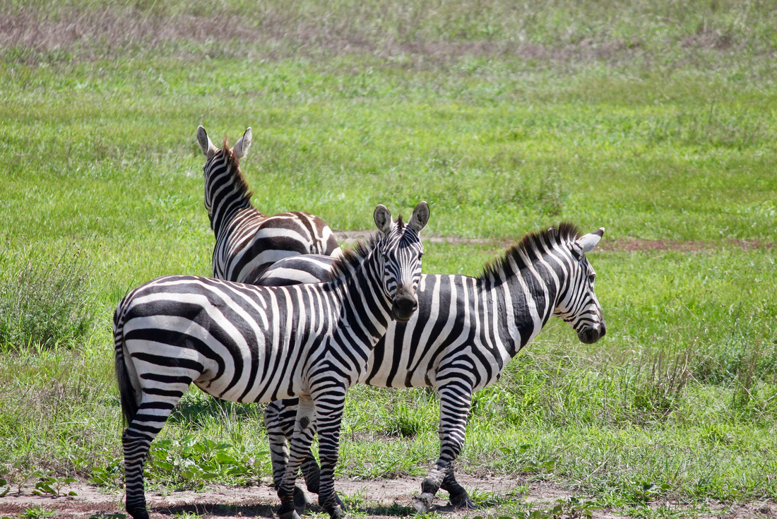 Tanzania Safari 4
