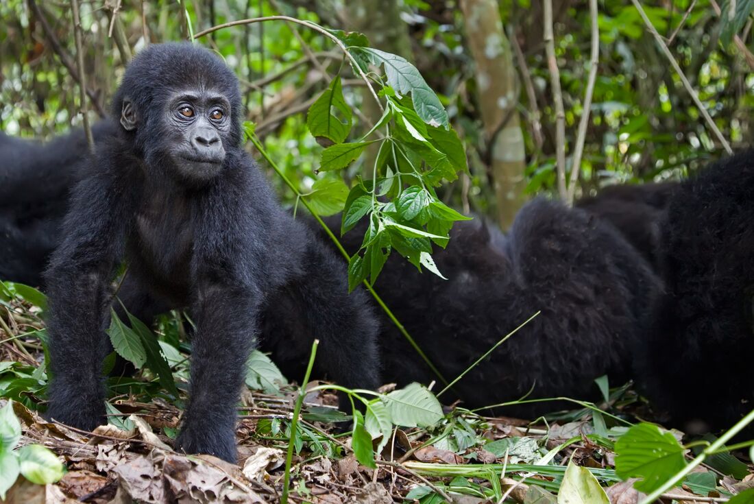 Mountain Gorillas of Rwanda 1