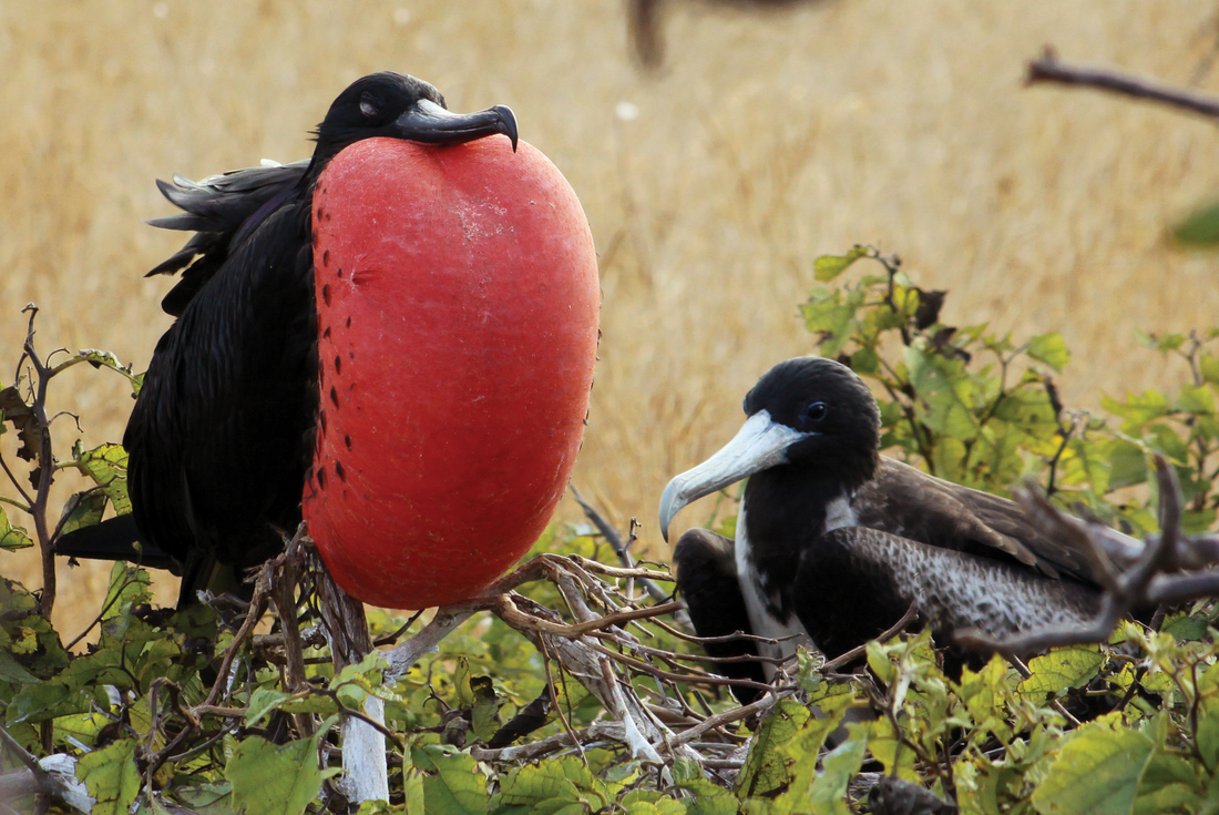 tourhub | Intrepid Travel | Absolute Galapagos (Grand Daphne) 