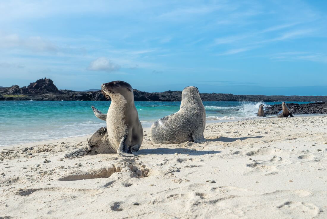 tourhub | Intrepid Travel | Absolute Galapagos (Grand Daphne) 