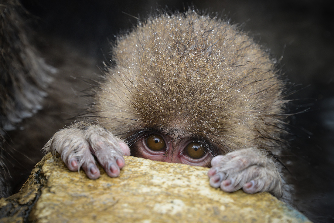 Japan: Land of the Snow Monkeys