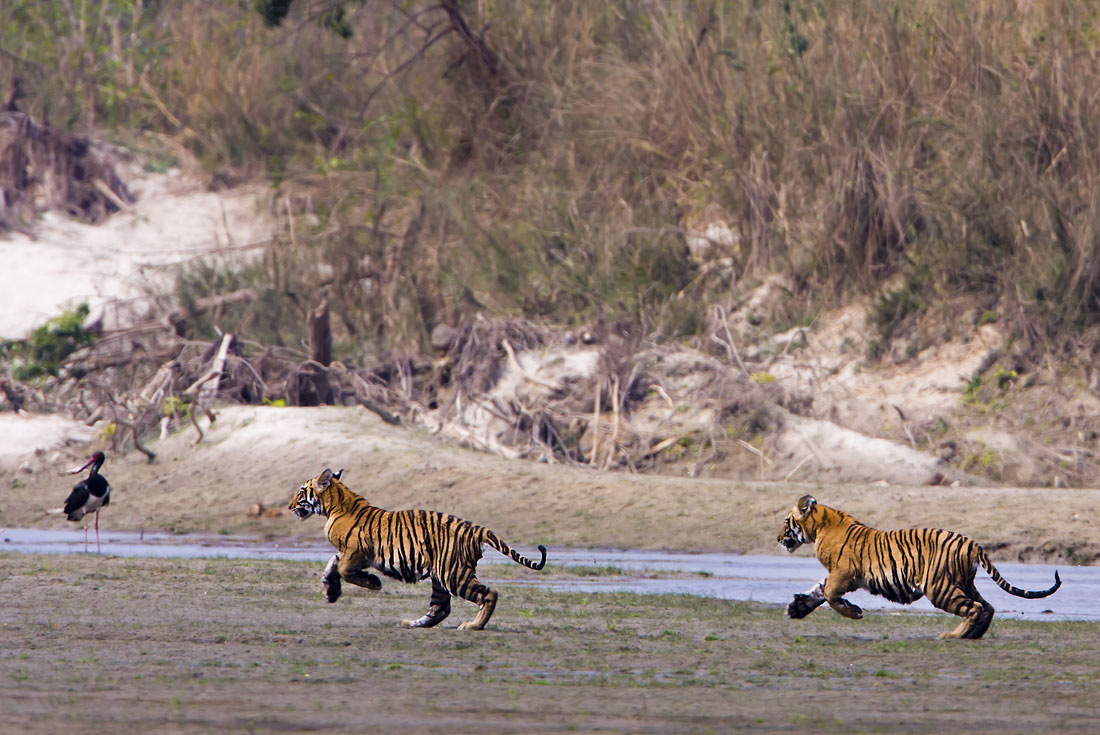 Tigers of Bardia 1