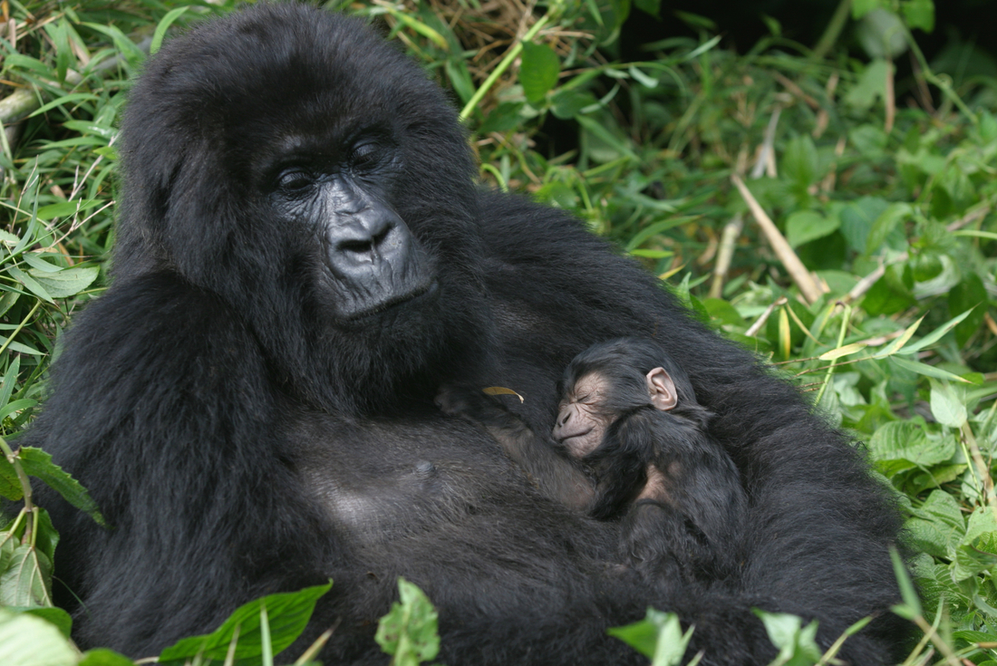 Gorillas & East Africa Safari 1