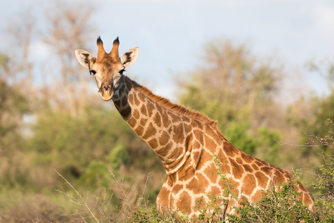 Kruger Experience - Lodge (5 days) 1