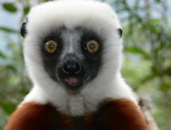 Madagascar in Depth 4