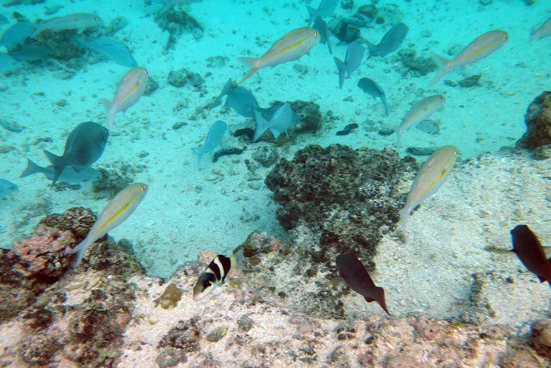 Vanuatu Land Diving Festival 3